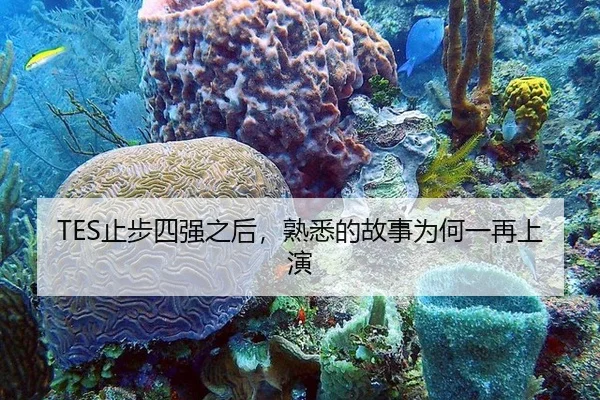 TES止步四强之后，熟悉的故事为何一再上演
